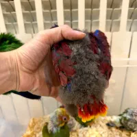 جوجه اکلکتوس  (وسمایری) دم زرد