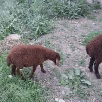 بره|حیوانات مزرعه|مهربان, |دیوار