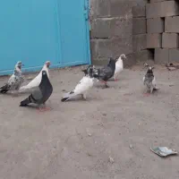 کبوتر پاکستانی و ایرانی