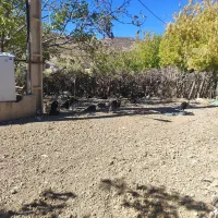 بوقلمون نورآباد|حیوانات مزرعه|نورآباد, |دیوار