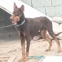 سک دوبرمن|سگ|بندرعباس, |دیوار