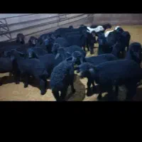 بره نر و ماده