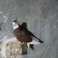 کبوتر شازده|پرنده|جزنیک, |دیوار