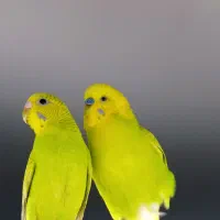 یک جفت مرغ عشق با قفس|پرنده|شیراز, شهرک بزین|دیوار