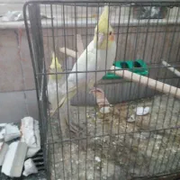 عروس هلندی
