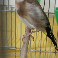 سهره ماده آماده