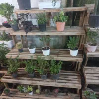 پایه گل حراج در گلخانه قطبی