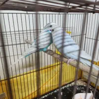 عروس مرغ عشق|پرنده|گلستان (تهران), |دیوار