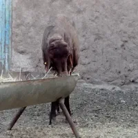 یه عدد میش بره دار بره ماده  جوان