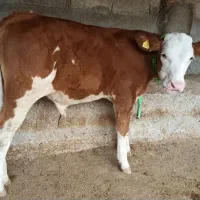 شراکت در پرواربندی دام(گوسفند گوساله)