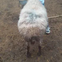 گوسفند گله گرد|حیوانات مزرعه|آزادشهر, |دیوار