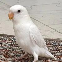 برزیلی مارال سفید
