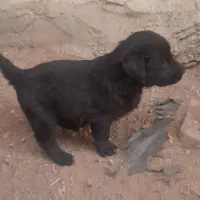 توله های سگ قدرجونی نروماده|سگ|قزوین, |دیوار