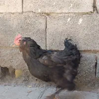 تخم مرغ نطفه دار سلطان لهستانی مرندی