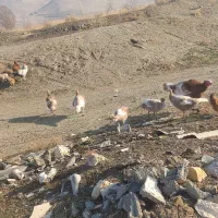 بوقلمون بوربون ماده