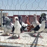 کبوتر زرنگ وپرشی450