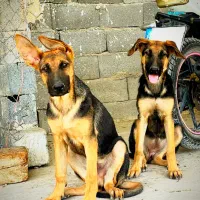 یک جفت توله سگ ژرمن شپرد شولاین اصیل