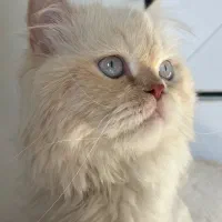 گربه پرشین بیریتیش