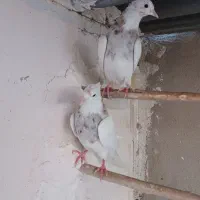 طوقی الماسی شکلاتی|پرنده|قم, انسجام|دیوار