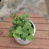 فروش عمده شمعدانی|گل و گیاه طبیعی|اصفهان, هوانیروز|دیوار