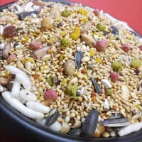 اصلاح بال پرندگان در منزل و خدمات دان و دارو|خدمات پیشه و مهارت|گنبد کاووس, |دیوار