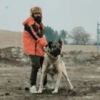 سرابی 6ماهه|سگ|تهران, لاله زار|دیوار