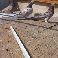 ۳ تا سرور ۳۰ تا کبوتر دیگه فوری فروشی