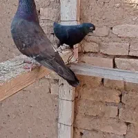 طوقی|پرنده|مهربان, |دیوار