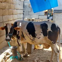 گاو و گوساله|حیوانات مزرعه|بندرعباس, |دیوار
