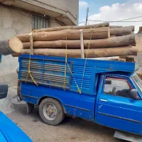 خرید انواع درخت بابالاترین قیمت