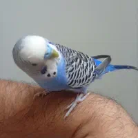 مرغ عشق نر بالغ دستی نژاد دار