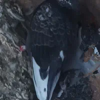 گمشده. کفتر