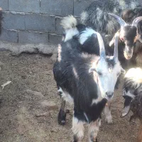 50راس کهره نر دشمن زیاری نوراباد|حیوانات مزرعه|دشمن زیاری, |دیوار