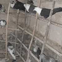 کفتر|پرنده|تربتحیدریه, بیمارستان رازی|دیوار