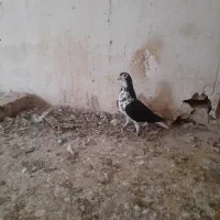 کفتر بوم|پرنده|تربت جام, المهدی|دیوار