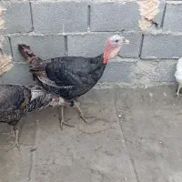 بوقلمون ۷ماهه|حیوانات مزرعه|مشهد, چهاربرج|دیوار