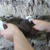 نر شازده|پرنده|قم, هفت تیر|دیوار