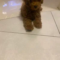 سگ تینی پودل رد|سگ|تهران, دزاشیب|دیوار