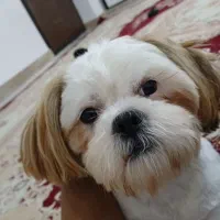 واگذاری شیتزو نر