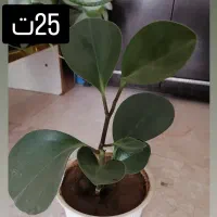 حراج گل خانگی|گل و گیاه طبیعی|شاهین‌شهر, شهرک ردانی پور|دیوار