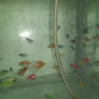 ماهی جدید رسید|ماهی|کوهدشت, |دیوار