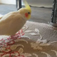 عروس هلندی گم شده