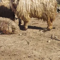 میش شیشک عشق بازی