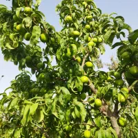 فروش ۳۰۰۰زمین باغی|فروش زمین و ملک کلنگی|قدس, زرنان پایین|دیوار