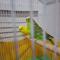 مرغ عشق نر وماده