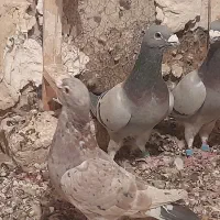 ۳ تا نر زرنگ و زد خوردی. فیض اباد|پرنده|مه ولات, |دیوار