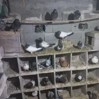 کبوتر تهرانی و کله دار