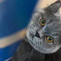 گربه اسکاتیش