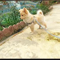 پامر روباهیی ۴ماهه