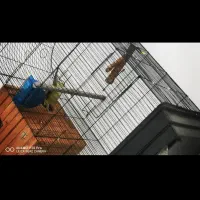 پرنده سبز مولد